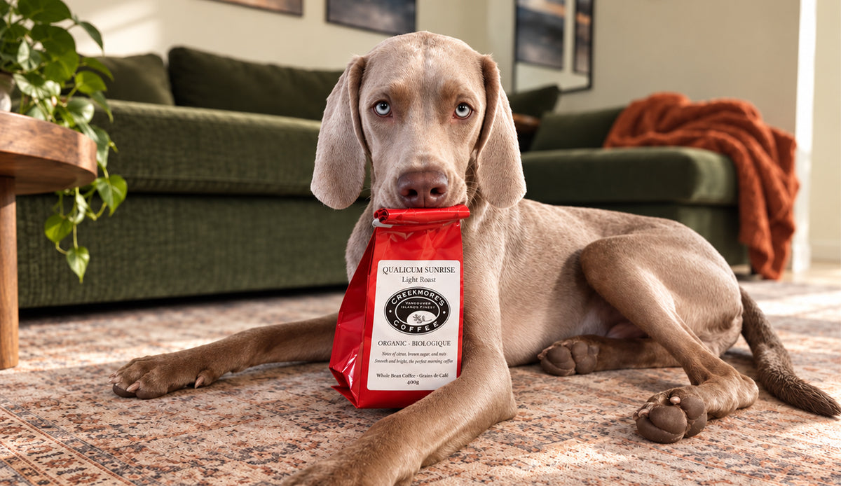 A light brown dog lies on a patterned rug in a living room, holding a red bag of Quiksilver Coffee in its mouth. The background shows a green couch and a rust-colored throw blanket.