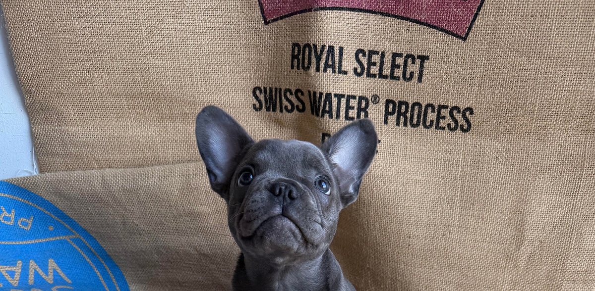 A gray French Bulldog puppy looking up at a large tan burlap sack printed with 'ROYAL SELECT SWISS WATER PROCESS'.