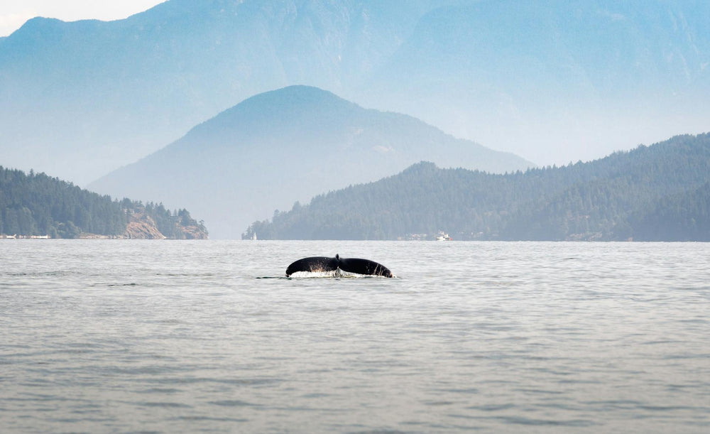 whale tail in ocean